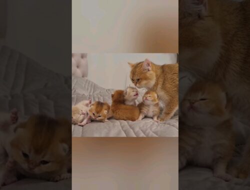 Mother cat talking to her kittens