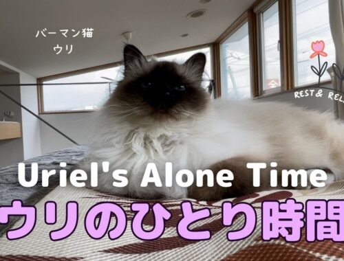 バーマン猫ウリとラフ【ウリのひとり時間】Uriel's Alone Time（バーマン猫）Birman/Cat
