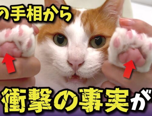 猫の肉球からなんとこんな事まで分かっちゃうんです…【関西弁でしゃべる猫】