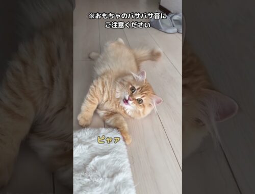 【サイベリアン】生後4ヶ月のクラッキング#サイベリアン #子猫 #猫 ※音量注意