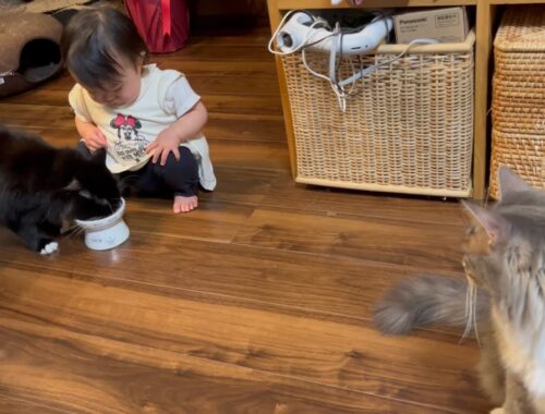 ３日ぶりに再開した赤ちゃんからさっそくいじられる猫　ラガマフィン　A cat being played with by a baby who resumed after 3 days