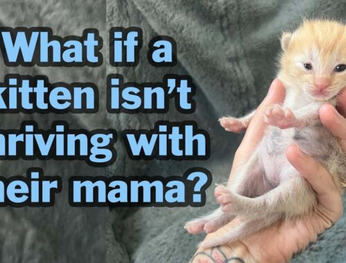 How to help mama-raised kittens thrive (how and when to step in!)