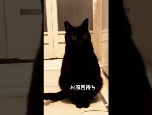 無表情な黒猫。だけどそれがいい。