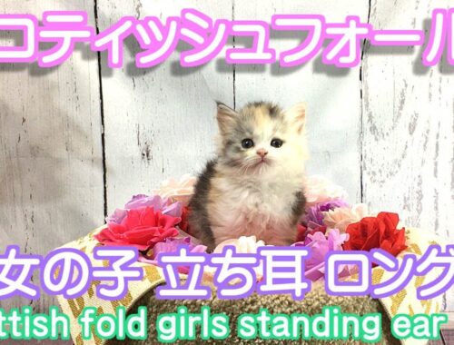 スコティッシュフォールド猫 立ち耳 ロング メス アカちゃん 子猫ブリーダー販売ペットショップ業cat