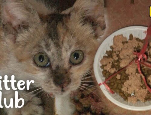 Two Kittens Trapped In Basement With No Way Out | Kritter Klub