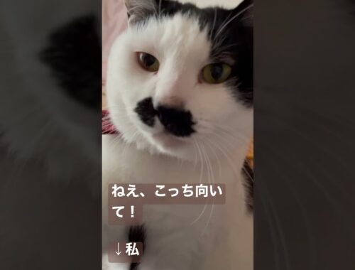 こっち向いて！ #保護猫 #日本猫 #ねこのいる生活 #猫動画 #猫好きさんと繋がりたい