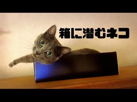 【猫】小さな箱を寝床にする灰色猫が可愛い