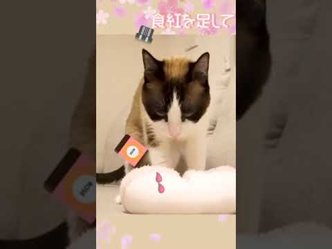 雛祭りに桜餅を作ってみたシャム猫 #shorts A Siamese cat who tried to make mochi for the Doll's Festival