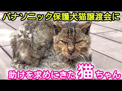 日本最大級パナソニック保護犬猫譲渡会に現れたボロボロの猫ちゃんを救いたい