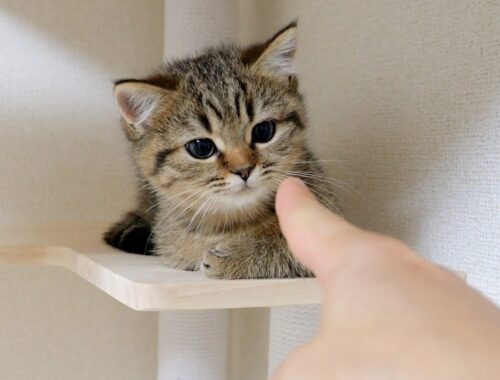 The kittens' reactions when their owner's finger comes close to them are adorable