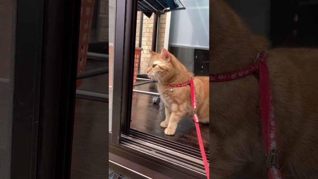 散歩 ねこ おやつタイム 猫草 ご機嫌 アメリカンショートヘアー cat うめ 散歩 ねこ おやつタイム 猫草 ご機嫌 アメリカンショートヘアー cat うめ