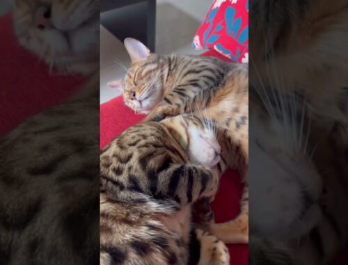 幸せそうに眠る猫【ベンガル猫】