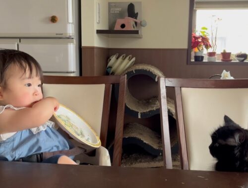 パンケーキへの欲求を止められない赤ちゃんを心配する猫　ラガマフィン　Cat worried about baby's appetite