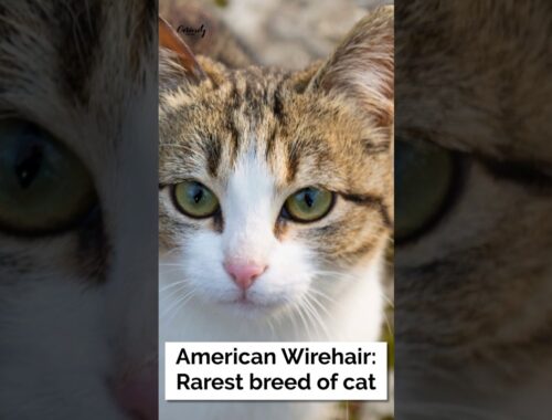 American Wirehair: Rarest breed of cat