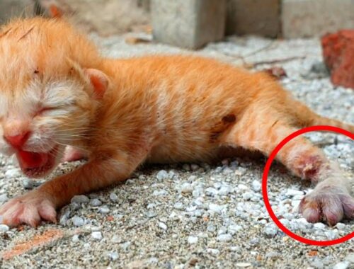 Little Injured Kitten was Found Crying so Much in Pain and Struggling to Survive Until This Happened