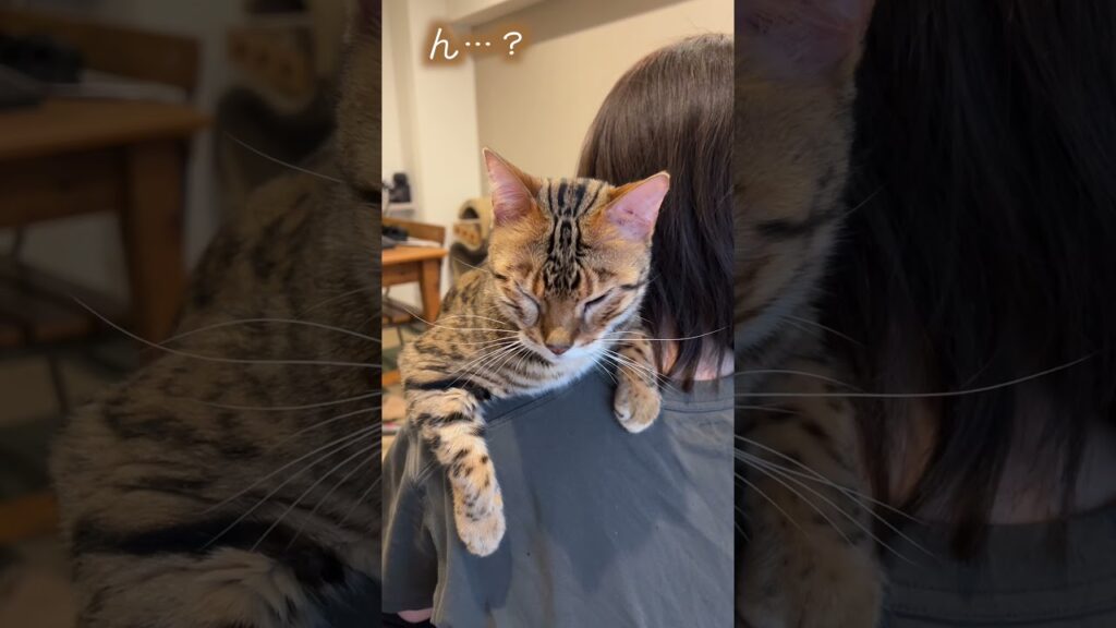 麻酔が切れて痛くなってきちゃった猫【抜歯】#ベンガル #ルトロゼ #猫 麻酔が切れて痛くなってきちゃった猫【抜歯】#ベンガル #ルトロゼ #猫
