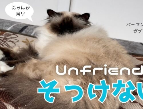 バーマン猫ガブ【そっけない】Unfriendly（バーマン猫）Birman/Cat