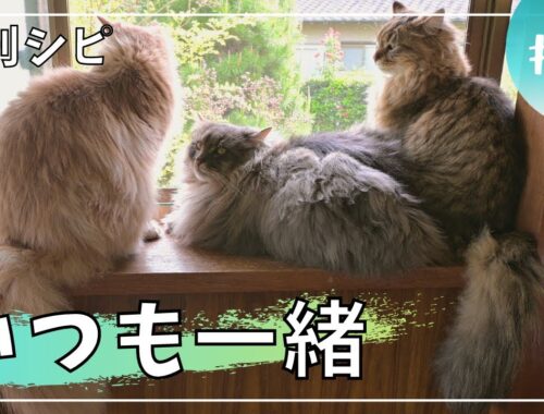 【週刊シピ10】最終号！家族に愛されるパパ猫【サイベリアン】