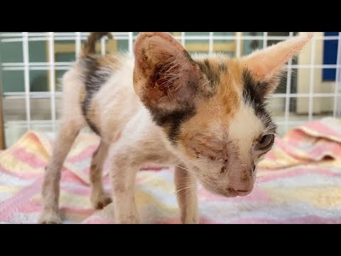 Rescue poor kitten Abandoned by inhuman. Adopted two kittens very pitifully