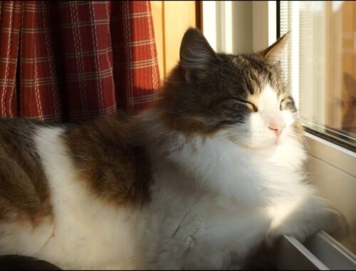 【愛猫メモリアル】窓辺のメインクーン・マロ