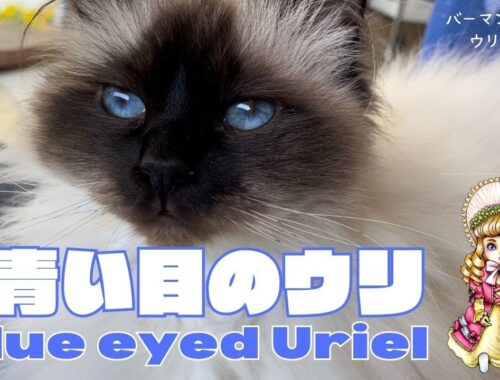 バーマン猫ウリ【青い目のウリ】Blue eyed Uriel（バーマン猫）Birman/Cat