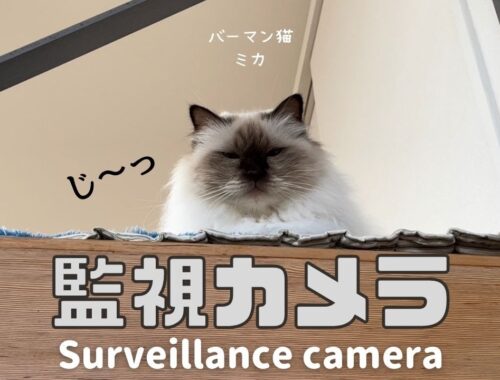 ロフトから見おろすバーマン猫ミカ【監視カメラ】Surveillance camera（バーマン猫）Birman/Cat