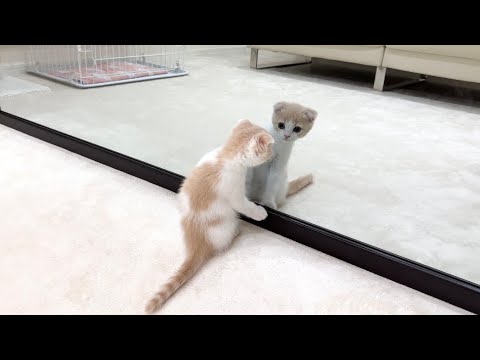 生まれて初めて鏡を見た子猫の反応が100点すぎましたwww