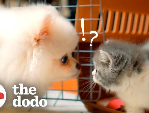 Kitten Who’d Hiss At His Dog Brother Now Loves To Play With Him | The Dodo