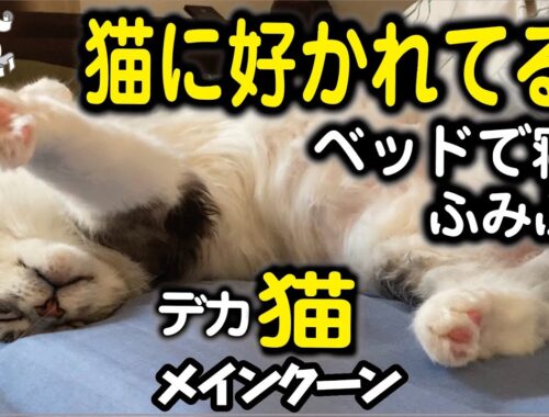 【メインクーン】大型猫が飼い主のベッドで寝たりふみふみしたり♪飼い主に好意を持つ猫の行動