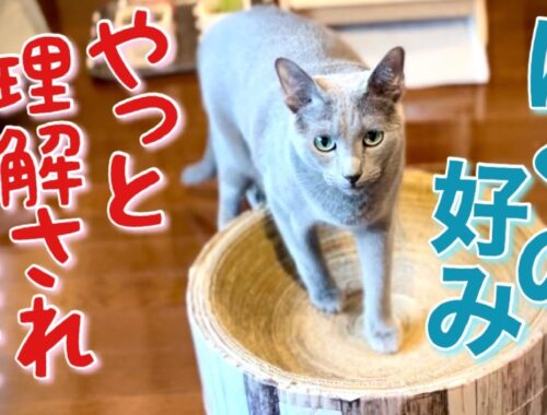 ロシアンブルー | 段ボールDIY爪とぎ~猫が寛げる形状を探求してみます [Russian Blue cat Kotetsu] Improved DIY cardboard scratcher