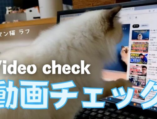 バーマン猫ラフ【動画チェック】Video check（バーマン猫）Birman/Cat