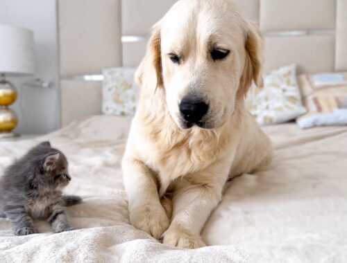 Golden Retriever and New Tiny Kitten First Steps to Become Friends!