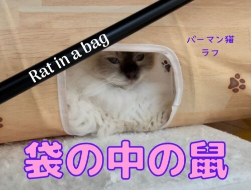 バーマン猫ミカ vs ラフ【袋の中の鼠】Rat in a bag（バーマン猫）Birman/Cat