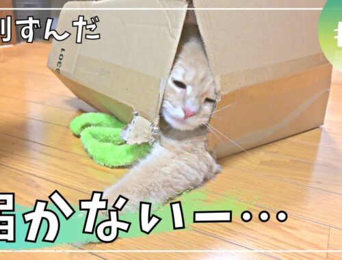 【週刊ずんだ10】おもちゃを引きずり込む猫【サイベリアン】