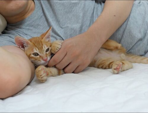 Kitten Acts More Like a Baby in Its Owner's Arms