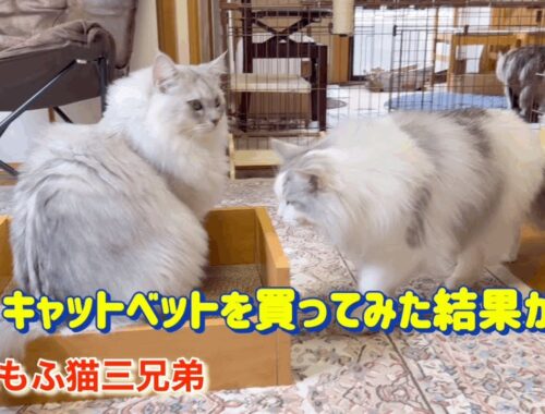 キャットベットを買って作ってみたらそれぞれの反応が違ったラガマフィン猫三兄弟達の様子がこちらです。