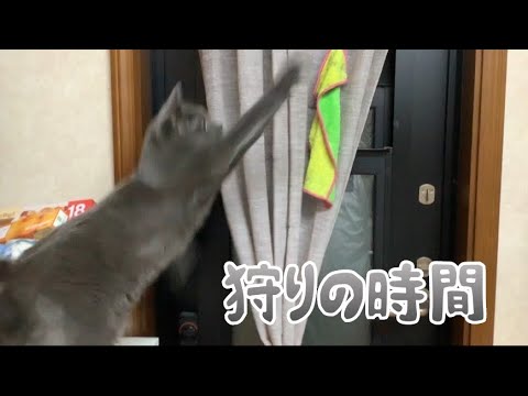 【猫】小蝿を追い続ける灰色猫