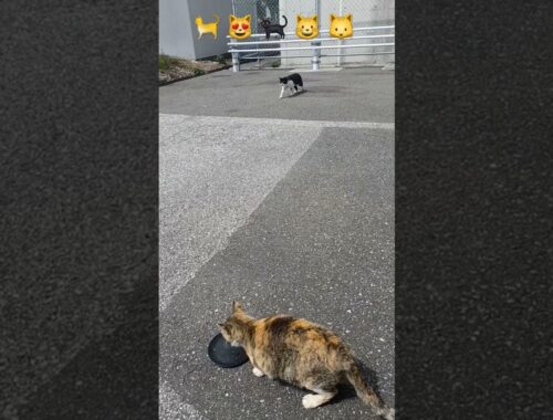 feeding cute straycats in kochi Shi,japan part-15 #日本 #猫 #地域猫 #ねこ動画 #かわいい猫 #cat #shorts #catlover