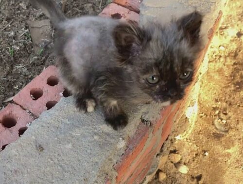 The Sick Kitten No One Cared About They Left Her Alone Crying Out Of Hunger!