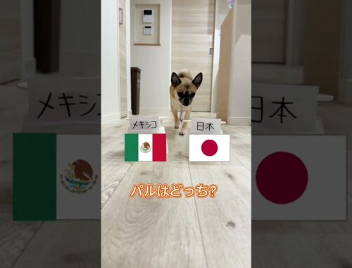 【WBC】犬と猫が日本vsメキシコの勝敗を予想！#shorts