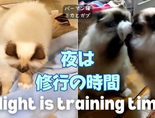 バーマン猫ミカとガブ【夜は修行の時間】Night is training time（バーマン猫）Birman/Cat