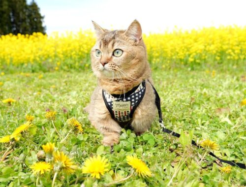 I went on a picnic with kitten Kiki to a field of rape blossoms!
