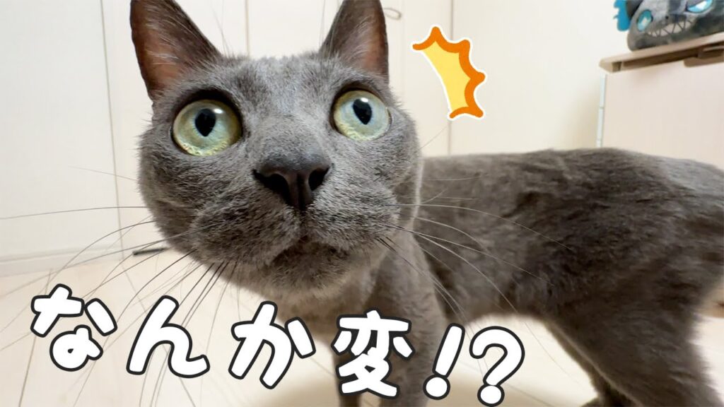 飼い主がネコ耳をつけたときの猫たちの反応w 飼い主がネコ耳をつけたときの猫たちの反応w