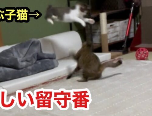 【留守番隠し撮り】兄猫が大好きな子猫との攻防戦を収めた動画になります