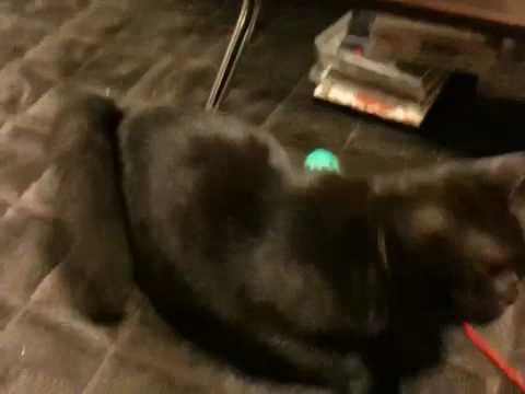 黒猫ボンベイ 20100516