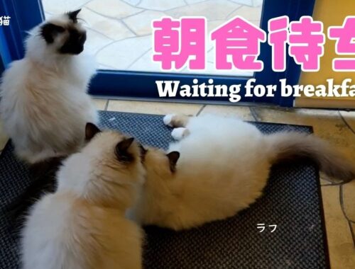 バーマン猫ウリとラフとミカとガブ【朝食待ち】Waiting for breakfast（バーマン猫）Birman/Cat