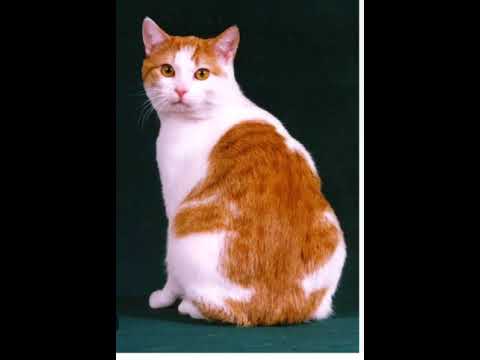 Cymric Cat Beauty ! Green G. TV