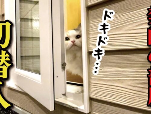 猫が絶対に入ってはいけなかった部屋をついに解禁しました【関西弁でしゃべる猫】
