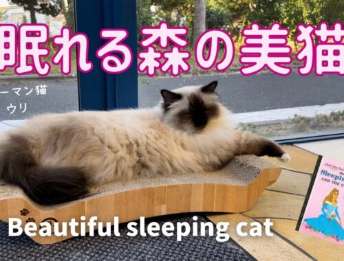バーマン猫ウリお昼寝中【眠れる森の美猫】Beautiful sleeping cat（バーマン猫）Birman/Cat