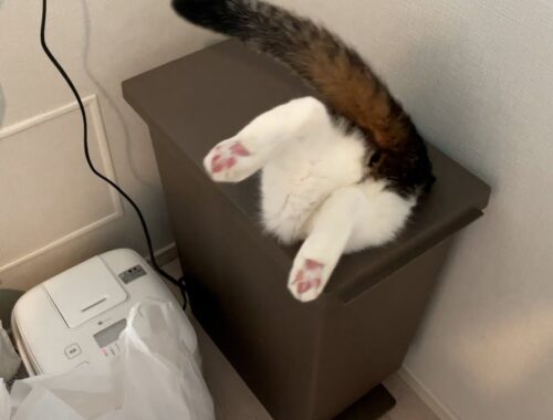 【親子猫】速報！ポコJがゴミ箱に入ってしまいました！！【スコティッシュフォールド】